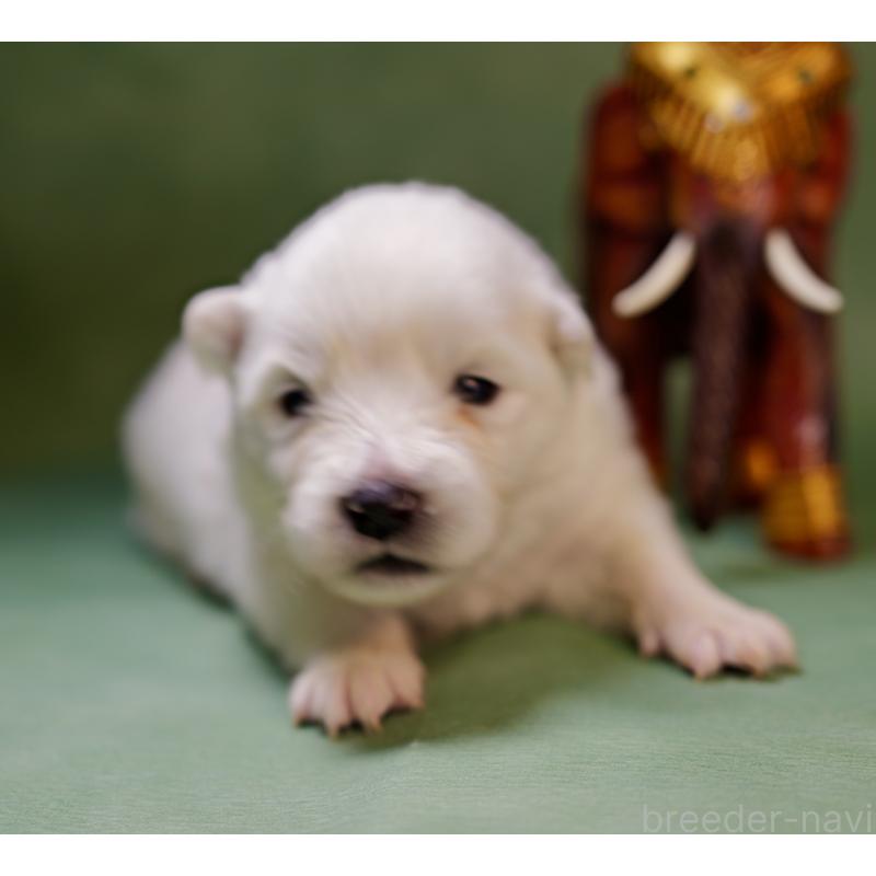 販売中の埼玉県のサモエド-433352の5枚目