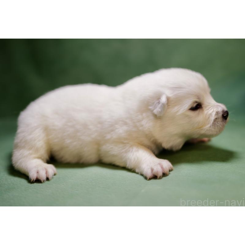 販売中の埼玉県のサモエド-433352の4枚目