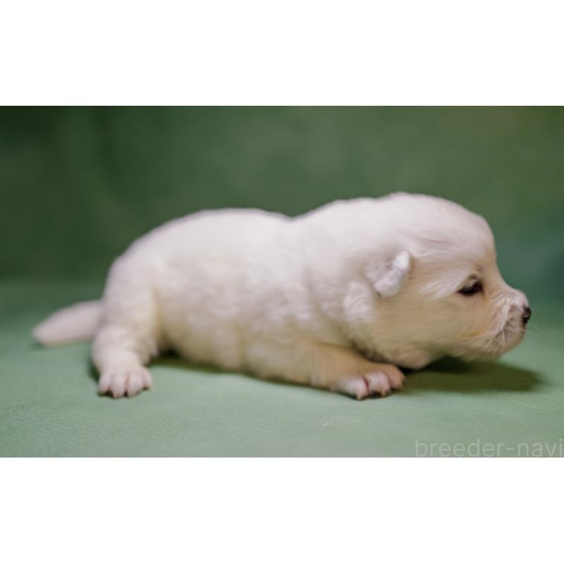 販売中の埼玉県のサモエド-433352の3枚目