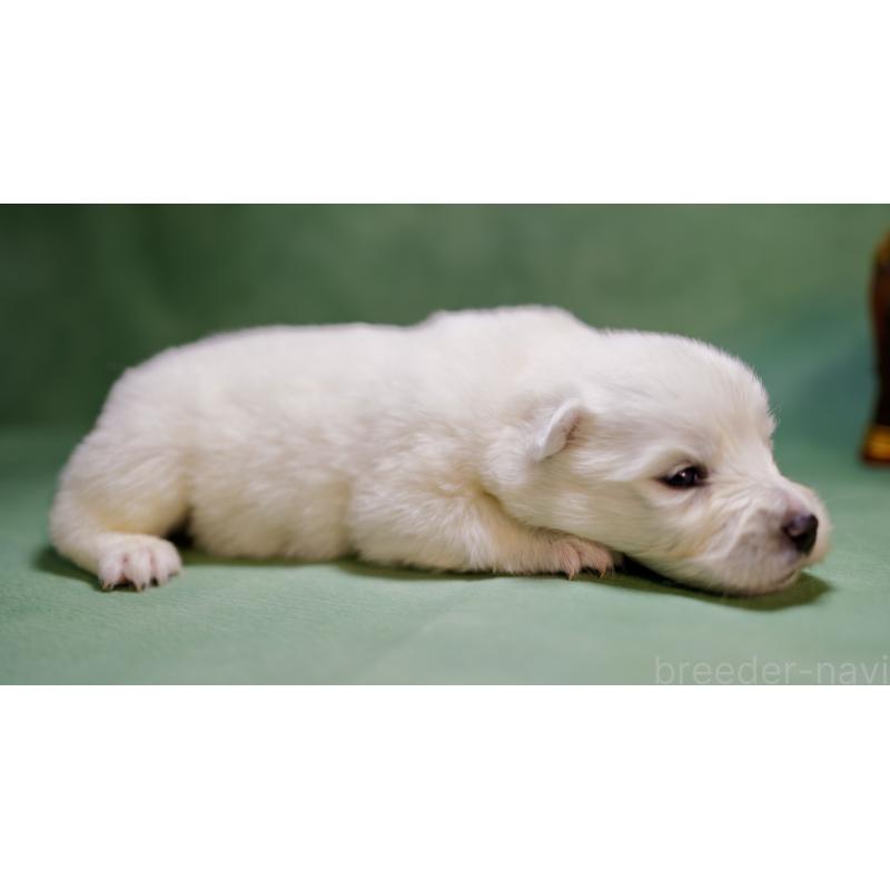 販売中の埼玉県のサモエド-433352の2枚目