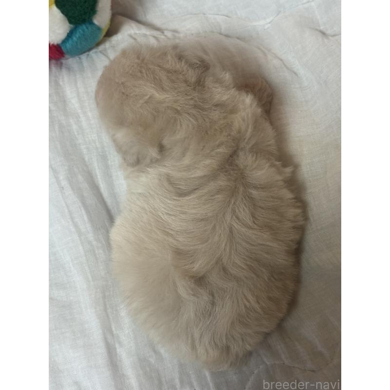 販売中の大分県のミックス犬-433355の6枚目