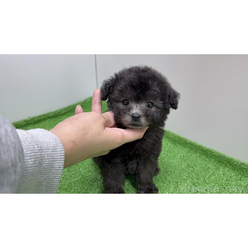 販売中の東京都のティーカッププードル-433353の6枚目