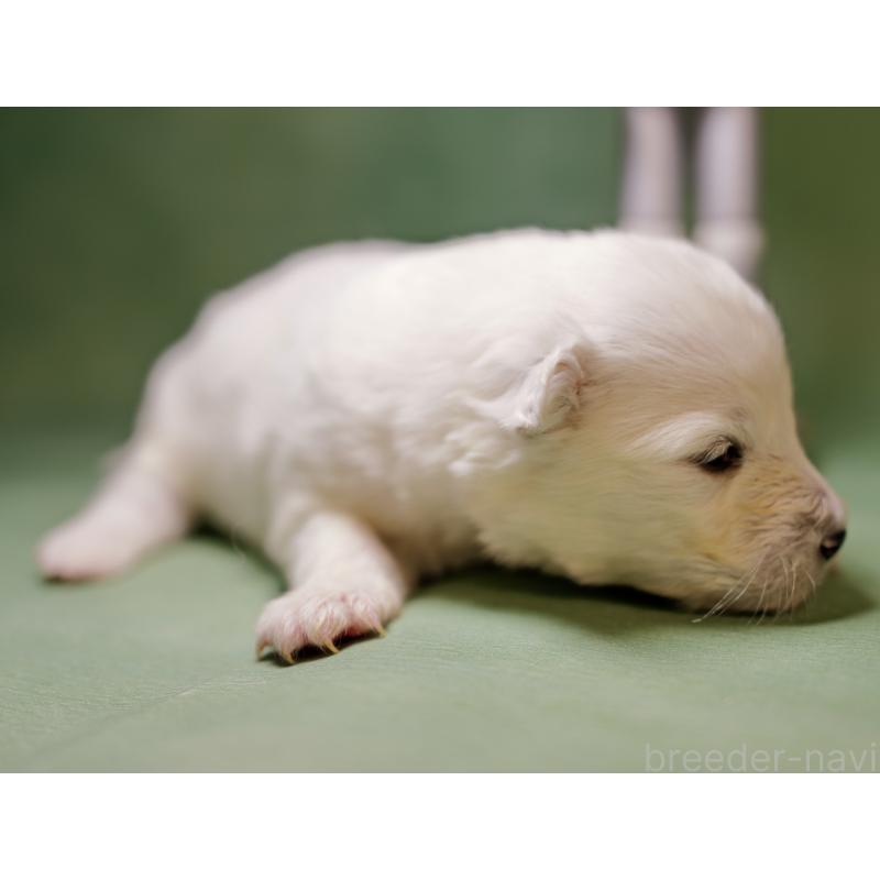 販売中の埼玉県のサモエド-433354の4枚目