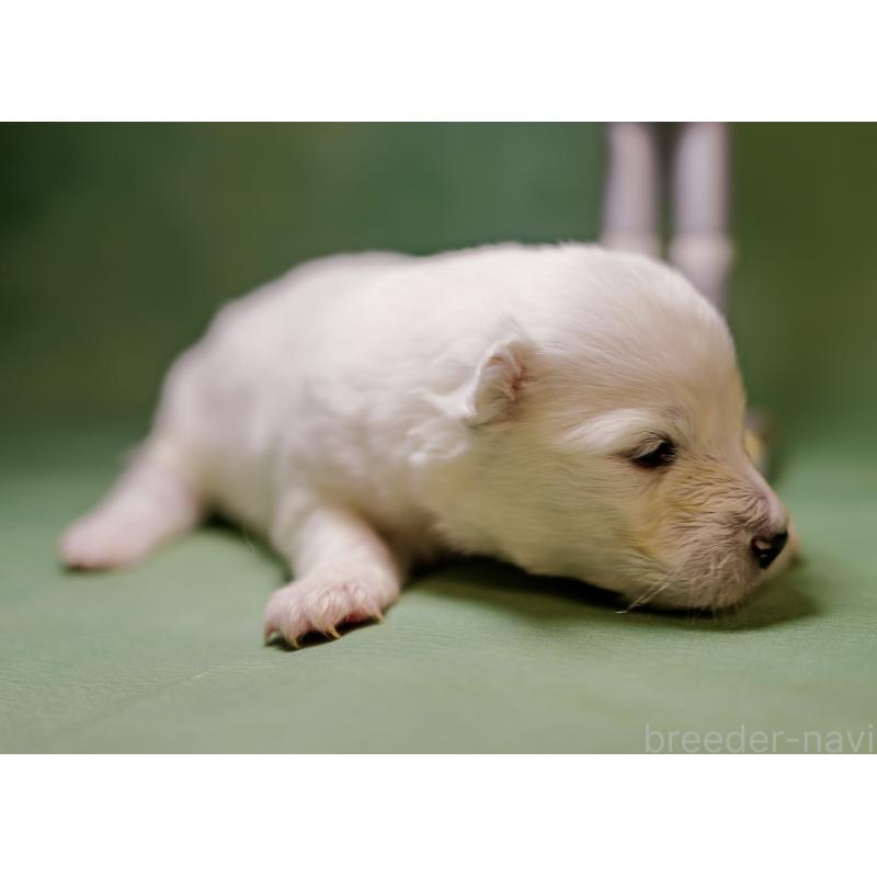 販売中の埼玉県のサモエド-433354の3枚目