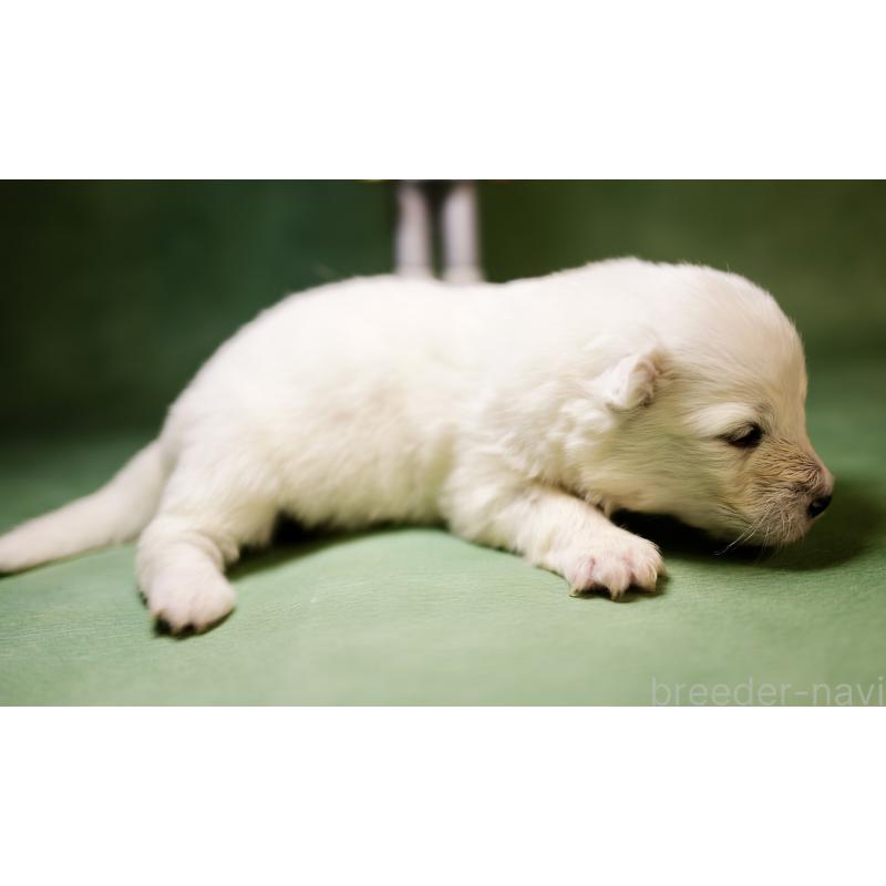 販売中の埼玉県のサモエド-433354の2枚目