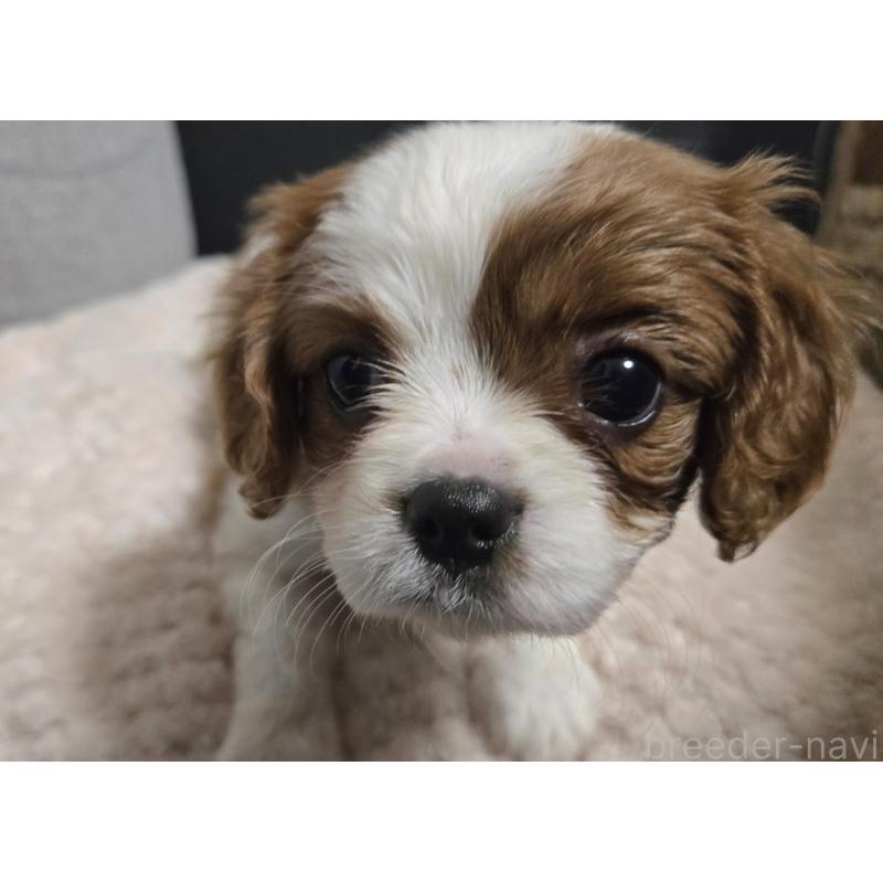 成約済の鹿児島県のキャバプー:キャバリア×トイプードル-429127の2枚目