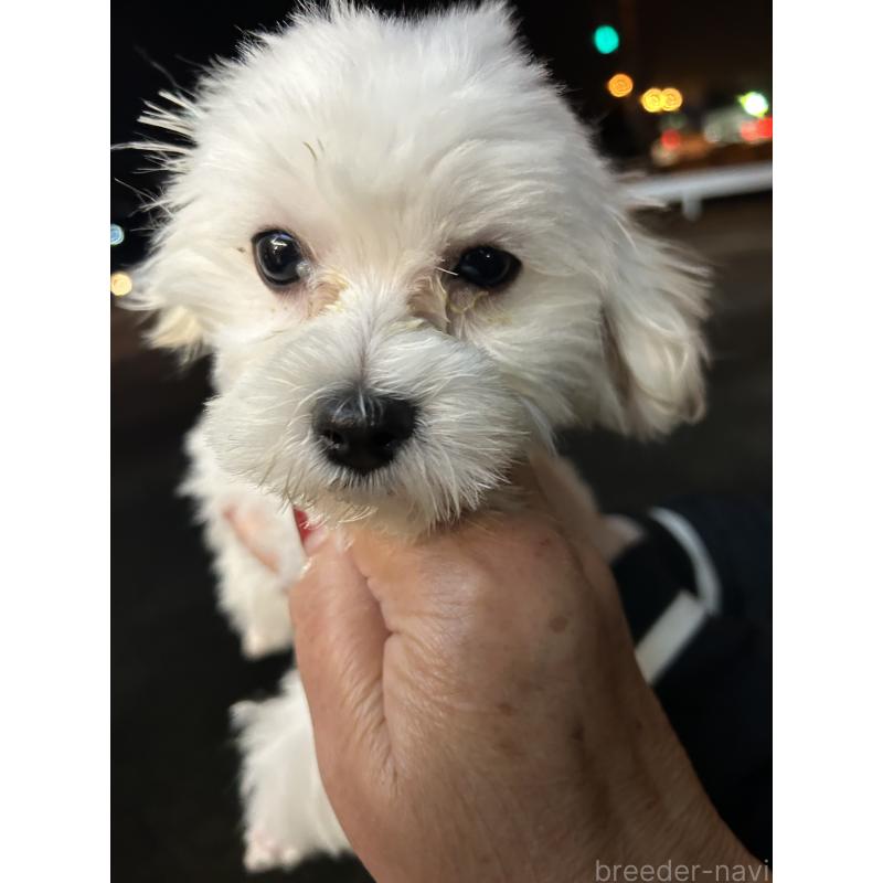 販売中の熊本県のマルチーズ-410443の5枚目