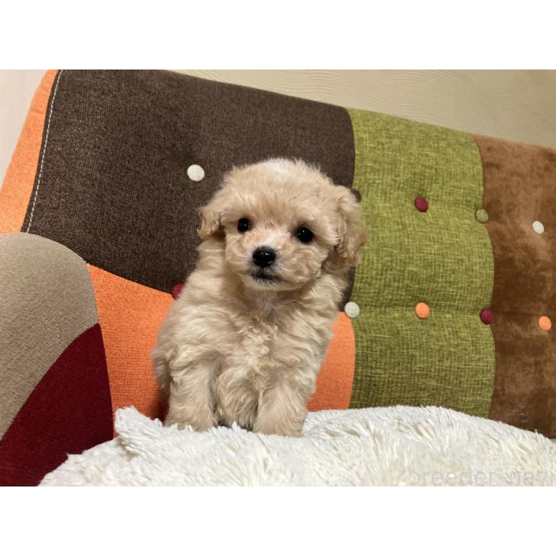 販売中の福岡県のマルプー:マルチーズ×トイプードル-433362