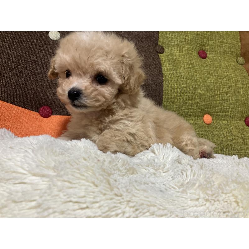 販売中の福岡県のマルプー:マルチーズ×トイプードル-433362の12枚目