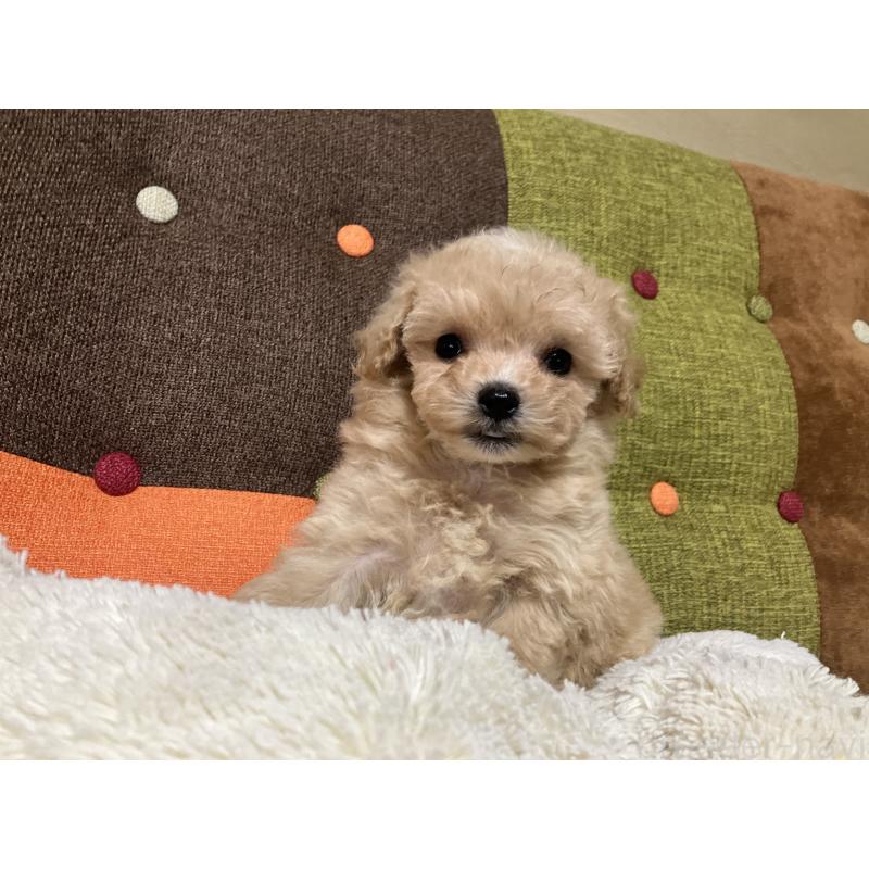 販売中の福岡県のマルプー:マルチーズ×トイプードル-433362の11枚目