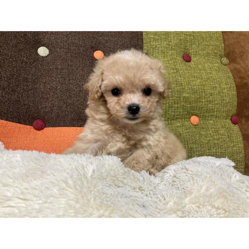 販売中の福岡県のマルプー:マルチーズ×トイプードル-433362の10枚目