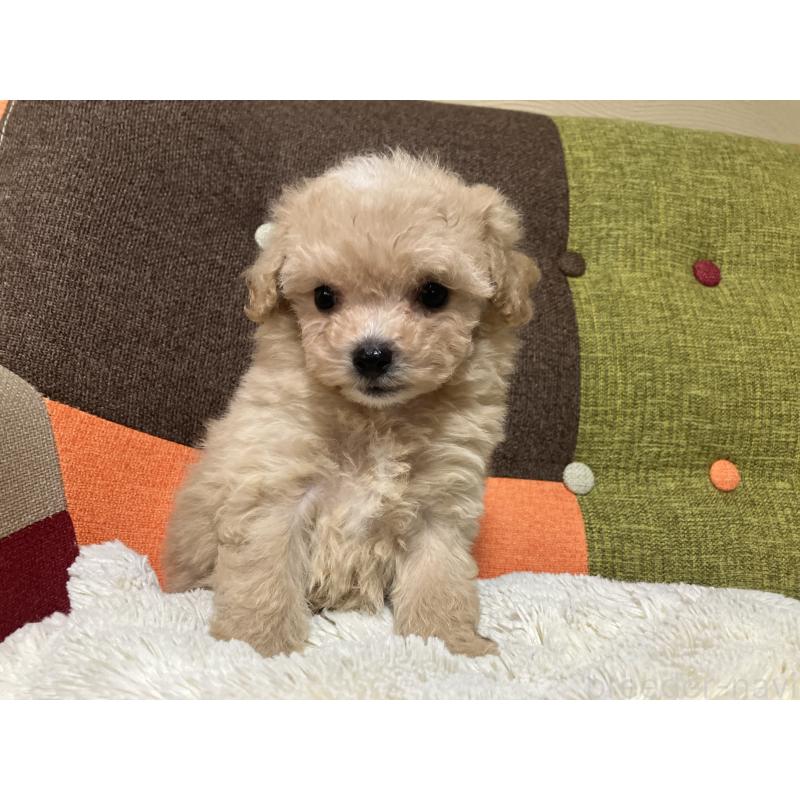 販売中の福岡県のマルプー:マルチーズ×トイプードル-433362の9枚目