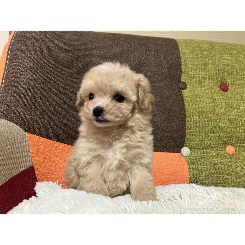 販売中の福岡県のマルプー:マルチーズ×トイプードル-433362の8枚目