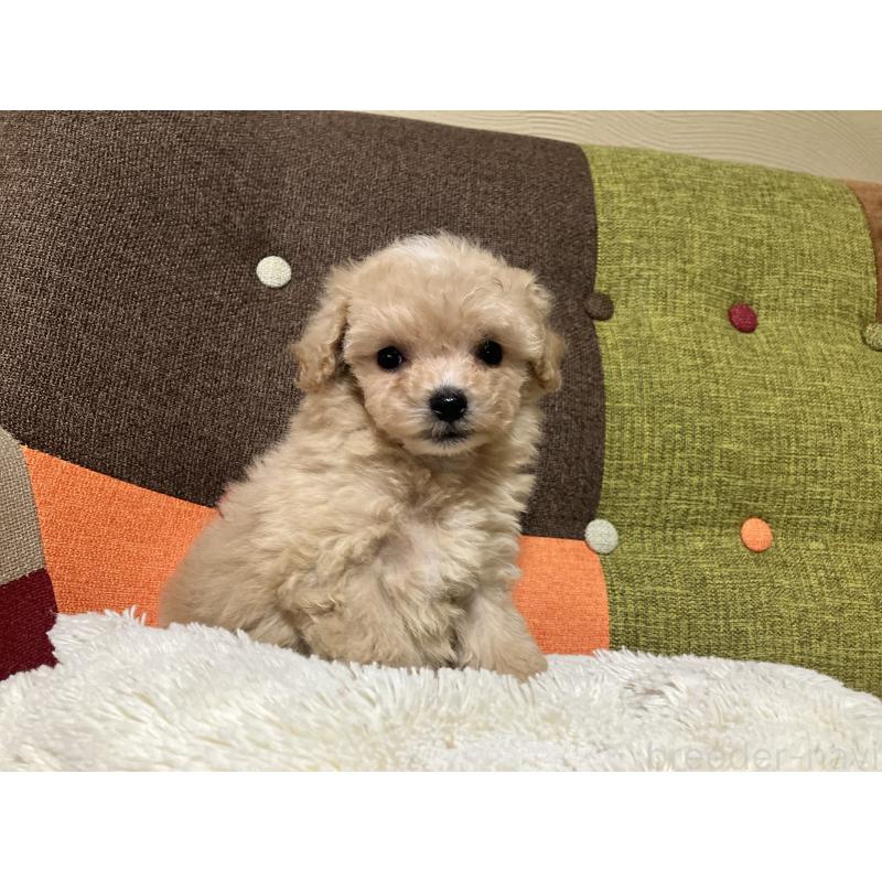 販売中の福岡県のマルプー:マルチーズ×トイプードル-433362の7枚目