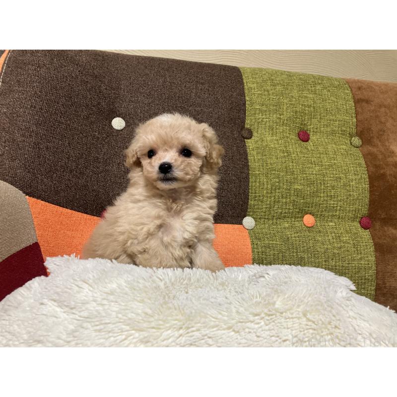 販売中の福岡県のマルプー:マルチーズ×トイプードル-433362の6枚目