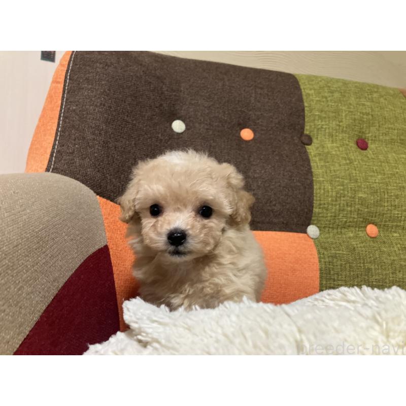 販売中の福岡県のマルプー:マルチーズ×トイプードル-433362の5枚目