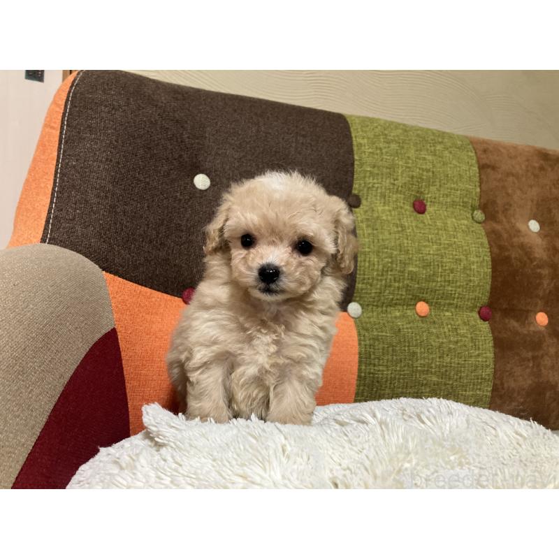 販売中の福岡県のマルプー:マルチーズ×トイプードル-433362の4枚目