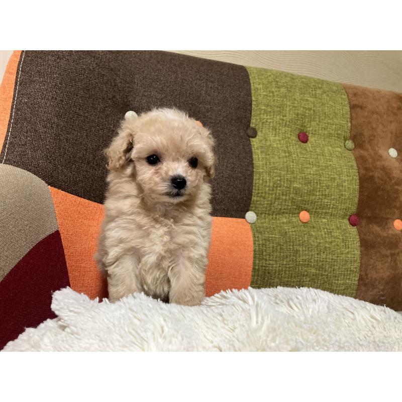 販売中の福岡県のマルプー:マルチーズ×トイプードル-433362の3枚目