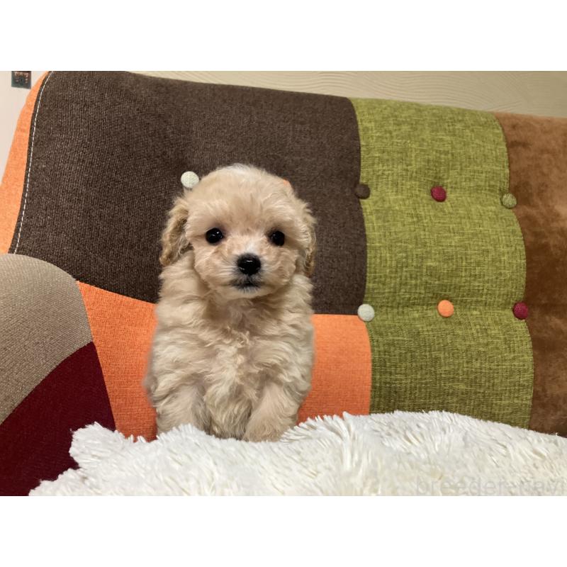 販売中の福岡県のマルプー:マルチーズ×トイプードル-433362の2枚目