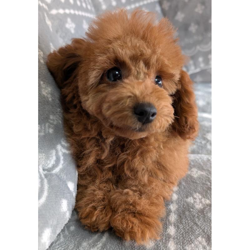 販売中の埼玉県のトイプードル-428057の14枚目