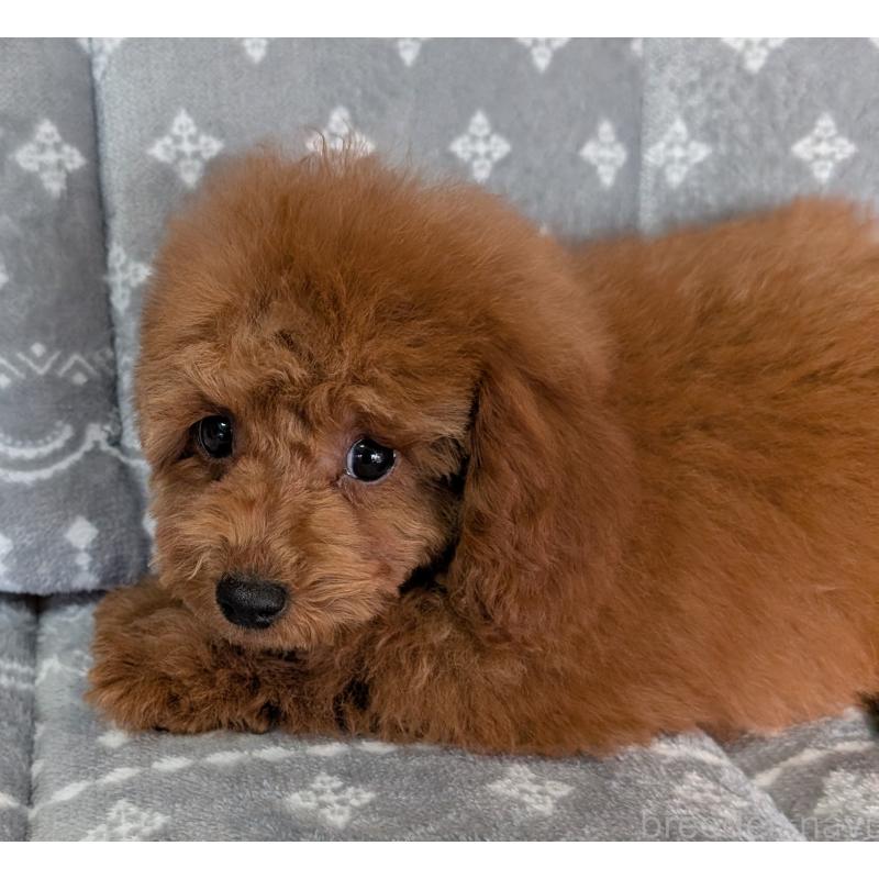 販売中の埼玉県のトイプードル-428057の13枚目