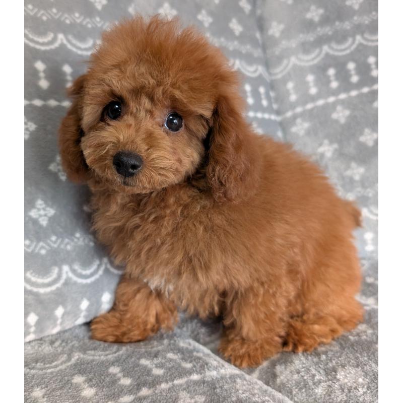 販売中の埼玉県のトイプードル-428057の10枚目