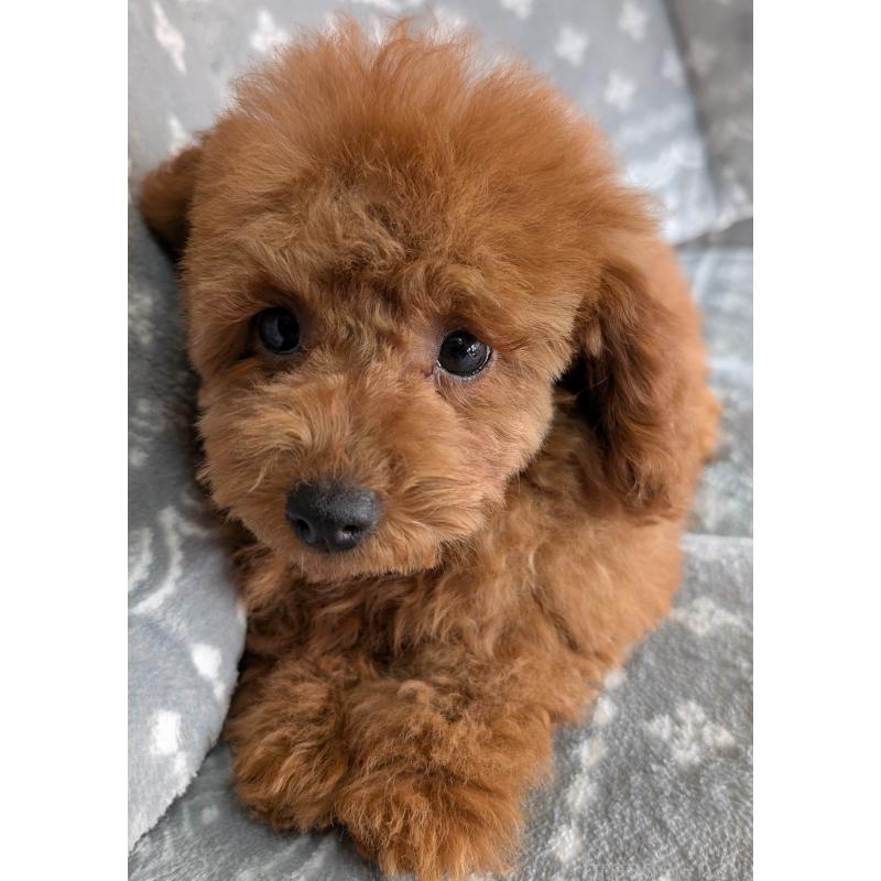 販売中の埼玉県のトイプードル-428057の9枚目