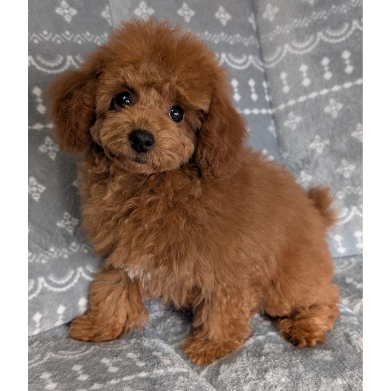 販売中の埼玉県のトイプードル-428057の8枚目