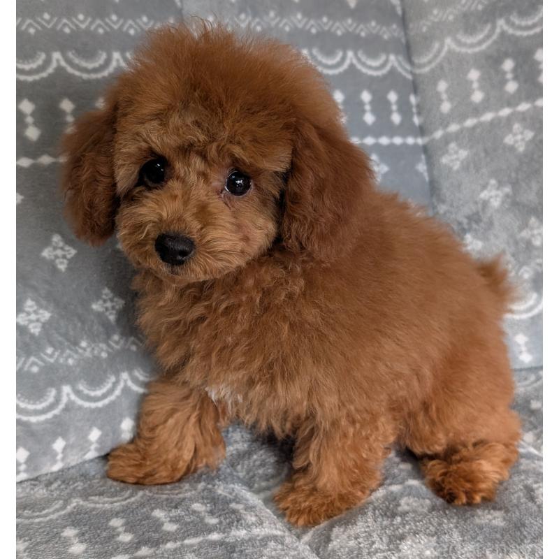 販売中の埼玉県のトイプードル-428057の6枚目