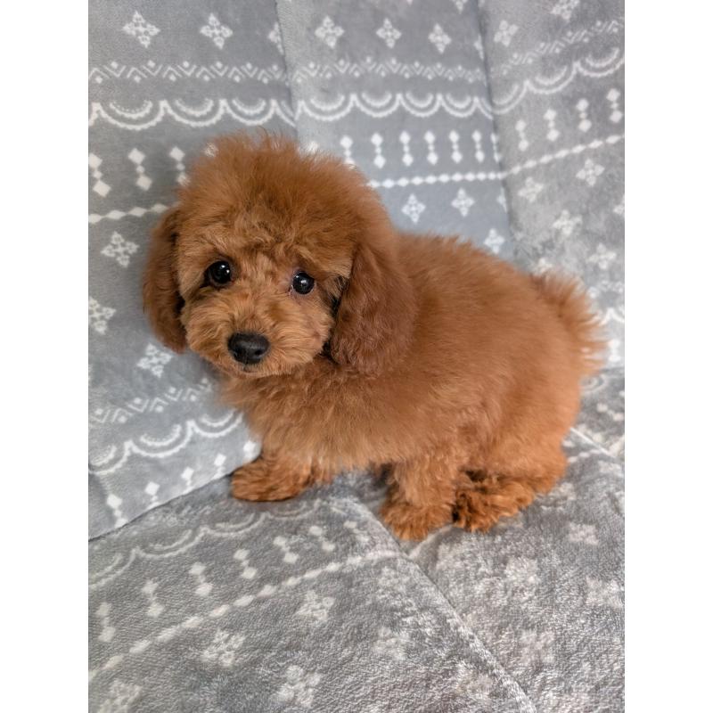 販売中の埼玉県のトイプードル-428057の5枚目