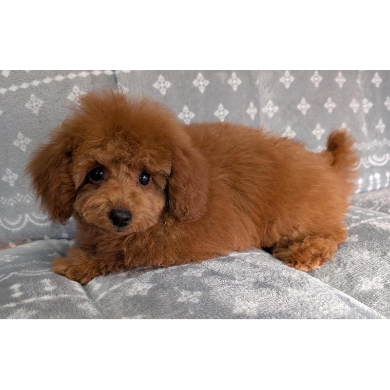 販売中の埼玉県のトイプードル-428057の3枚目