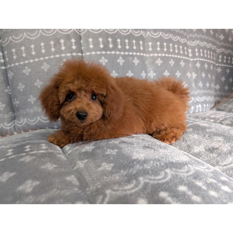 販売中の埼玉県のトイプードル-428057の2枚目