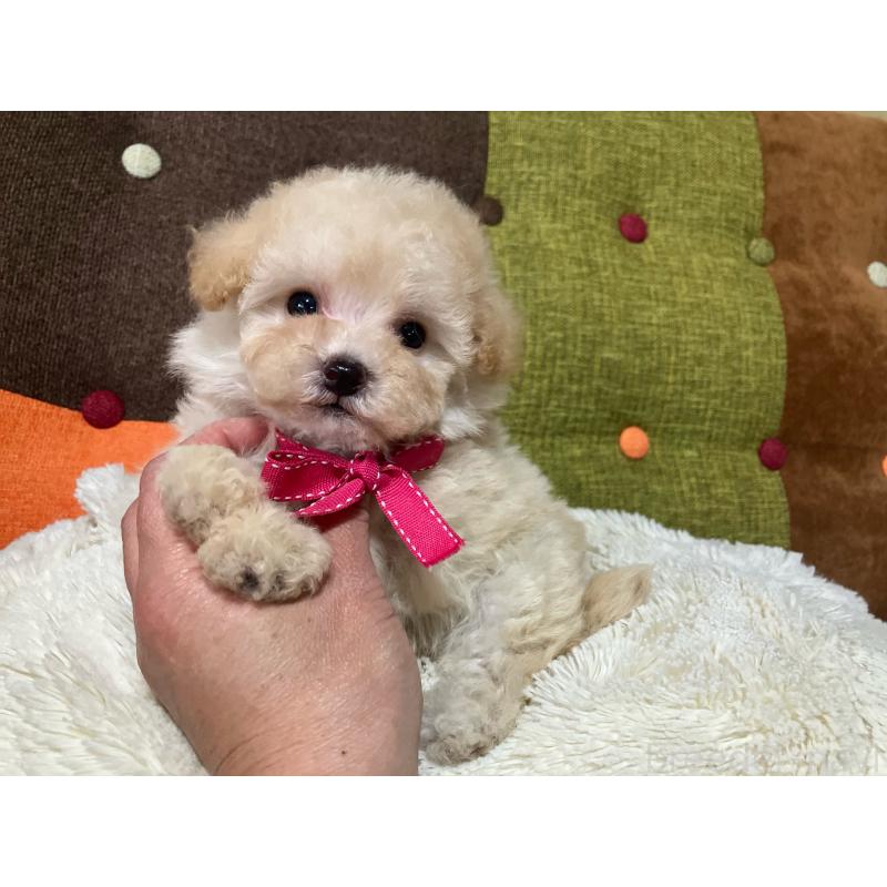 販売中の福岡県のタイニープードル-433364