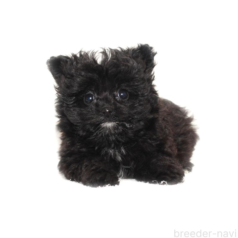 販売中の熊本県のポメプー:ポメラニアン×トイプードル-433365の1枚目