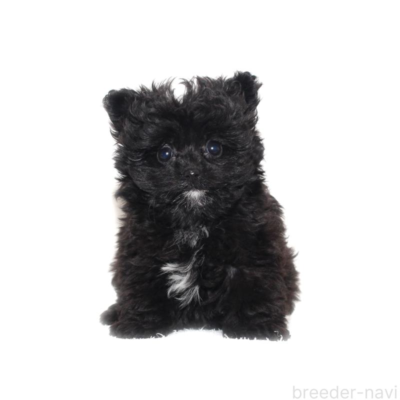 販売中の熊本県のポメプー:ポメラニアン×トイプードル-433365の3枚目