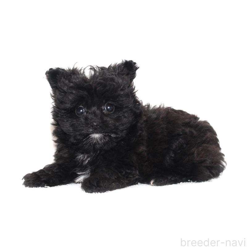 販売中の熊本県のポメプー:ポメラニアン×トイプードル-433365の2枚目