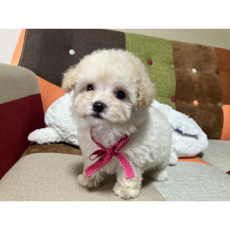 販売中の福岡県のタイニープードル-433364の11枚目