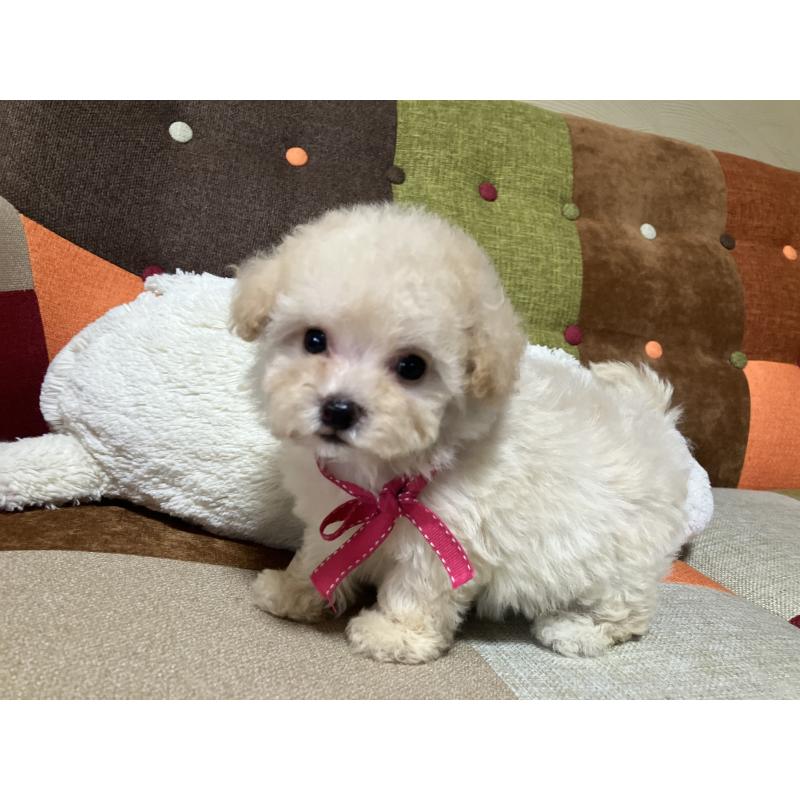 販売中の福岡県のタイニープードル-433364の10枚目