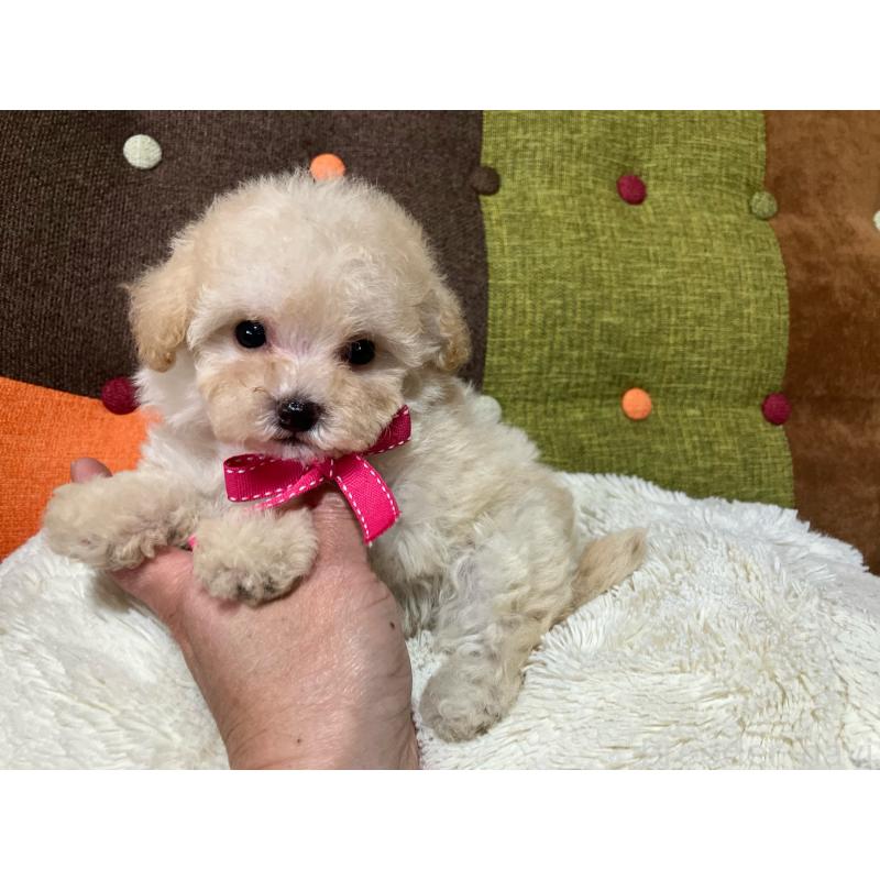 販売中の福岡県のタイニープードル-433364の9枚目