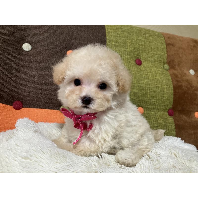 販売中の福岡県のタイニープードル-433364の8枚目