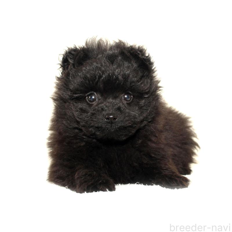 販売中の熊本県のポメプー:ポメラニアン×トイプードル-433366