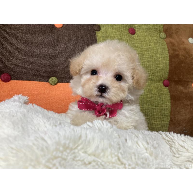 販売中の福岡県のタイニープードル-433364の7枚目