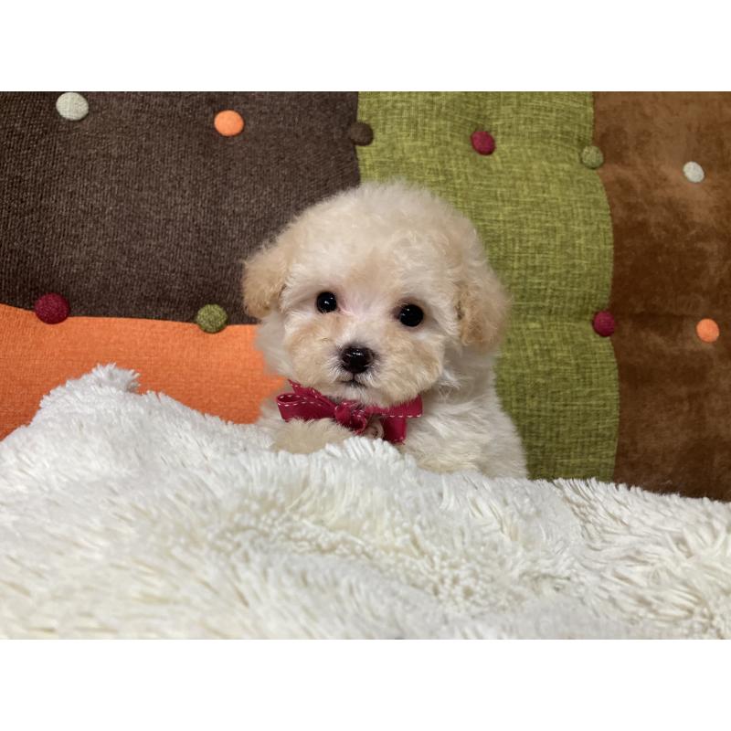 販売中の福岡県のタイニープードル-433364の6枚目