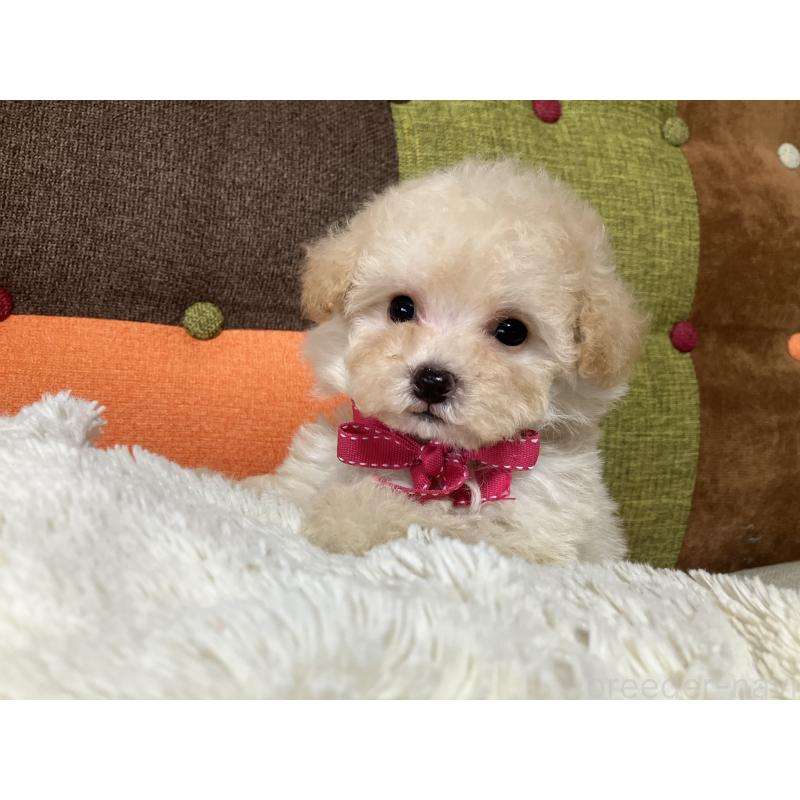 販売中の福岡県のタイニープードル-433364の5枚目