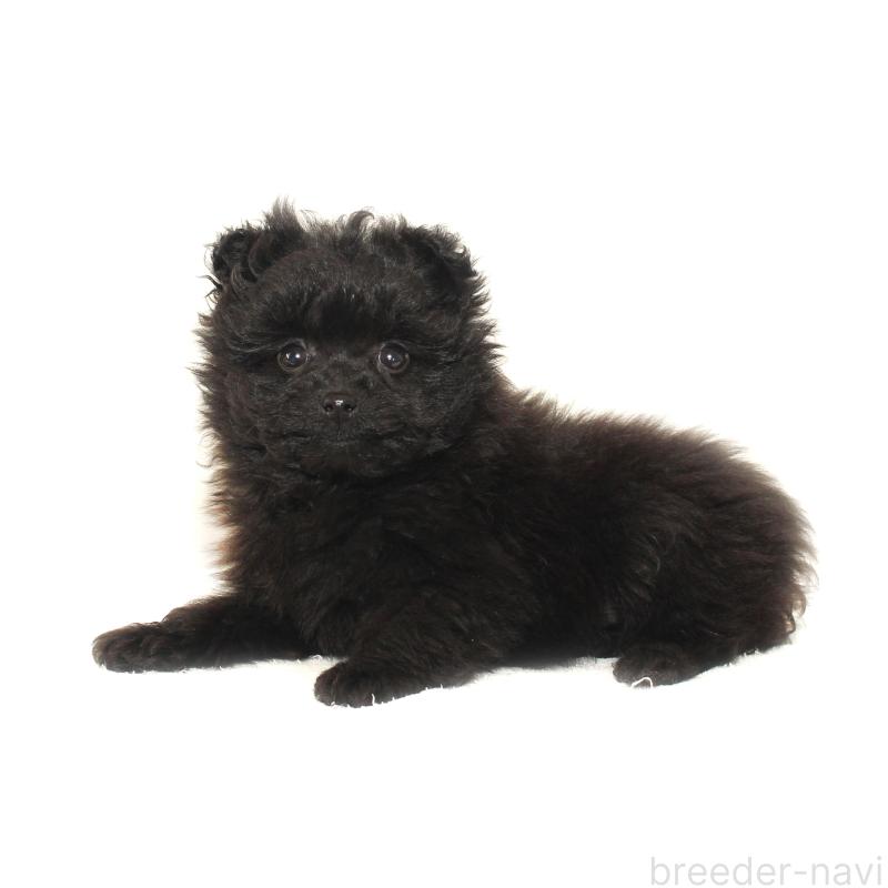 販売中の熊本県のポメプー:ポメラニアン×トイプードル-433366の2枚目