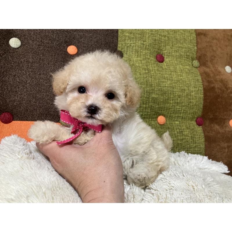 販売中の福岡県のタイニープードル-433364の4枚目