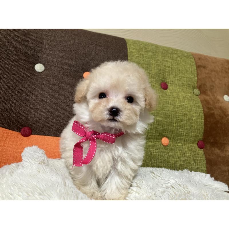 販売中の福岡県のタイニープードル-433364の3枚目