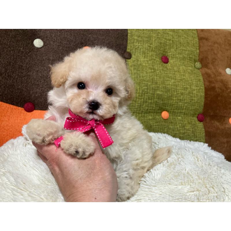 販売中の福岡県のタイニープードル-433364の2枚目