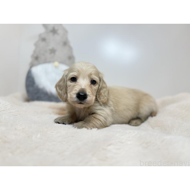 販売中の山口県のミニチュアダックスフンド(ロングヘアード)-435096の3枚目