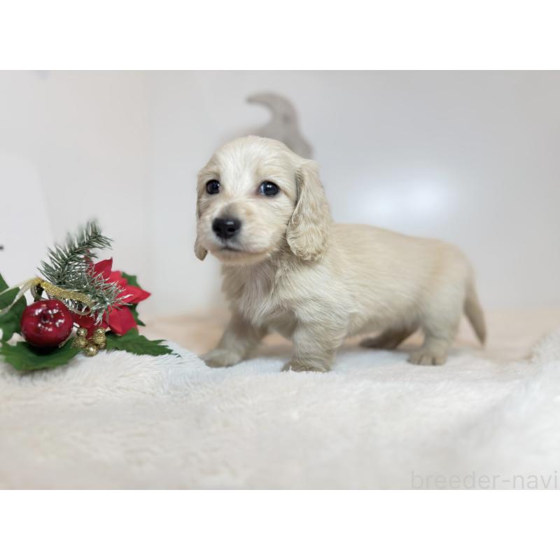 販売中の山口県のミニチュアダックスフンド(ロングヘアード)-435095の2枚目